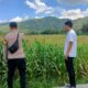 Pendampingan Petani Jagung oleh Polsek Kuripan, Dorong Ketahanan Pangan Lombok Barat