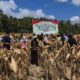 Panen Raya Jagung di Desa Pelangan, Polsek Sekotong Perkuat Ketahanan Pangan