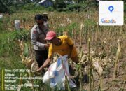 Bhabinkamtibmas Desa Gumantar Dampingi Panen Jagung Lanjutan Kuartal III Sebagai Wujud Dukungan Program Ketahanan Pangan