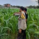Lombok Barat, NTB – Komitmen Kepolisian Negara Republik Indonesia (Polri) dalam mendukung program ketahanan pangan nasional terus diwujudkan hingga ke tingkat desa. Di wilayah hukum Polres Lombok Barat, upaya nyata ini ditunjukkan melalui peran aktif Bhabinkamtibmas yang intensif mendampingi para petani. Salah satunya adalah kegiatan sambang yang dilakukan oleh Bhabinkamtibmas Desa Gelogor, Aipda Ahyar Haryanto, di Dusun Gelogor Selatan pada hari Rabu, 8 Oktober 2025. Sejak pukul 09.25 Wita, Aipda Ahyar Haryanto telah berada di tengah-tengah warga dan lahan pertanian, khususnya tanaman jagung, yang menjadi komoditas unggulan di daerah tersebut. Kegiatan ini tidak hanya sebatas kunjungan rutin, melainkan merupakan perwujudan sinergi antara aparat keamanan dengan masyarakat dalam menjamin ketersediaan pangan di tingkat lokal. Motivasi dan Pendampingan Langsung di Lahan Pertanian Dalam kunjungannya, Aipda Ahyar Haryanto berinteraksi langsung dengan para petani, melihat dari dekat kondisi tanaman jagung mereka, serta mendengarkan aspirasi dan kendala yang dihadapi. Kehadiran Bhabinkamtibmas di tengah areal persawahan ini memiliki nilai strategis ganda, yaitu menjaga keamanan dan ketertiban masyarakat (Kamtibmas) sekaligus memberikan motivasi dan dukungan moril dalam meningkatkan hasil panen. Petani di Dusun Gelogor Selatan menyambut baik kehadiran Aipda Ahyar Haryanto. Mereka merasa diperhatikan dan mendapatkan suntikan semangat untuk lebih giat dalam mengelola lahan. Tanaman jagung yang menjadi fokus sambang kali ini diharapkan dapat berkontribusi signifikan terhadap pasokan pangan, baik untuk kebutuhan lokal maupun nasional. Polri Dorong Peningkatan Semangat Bertani Warga Peran Bhabinkamtibmas dalam program ketahanan pangan merupakan bagian integral dari tugas tambahan Polri. Mereka berfungsi sebagai jembatan komunikasi yang efektif antara program-program pemerintah di sektor pertanian dengan implementasinya di masyarakat petani. Hal ini sejalan dengan arahan pimpinan Polri untuk menjadikan personel di lapangan sebagai motor penggerak pembangunan dan kesejahteraan masyarakat. Kepala Bagian Sumber Daya Manusia (Kabag SDM) Polres Lombok Barat, AKP Taufik Hidayat, S.H., menegaskan bahwa dukungan terhadap sektor pertanian adalah prioritas. Beliau menyoroti pentingnya peran Bhabinkamtibmas sebagai ujung tombak dalam mencapai sasaran ketahanan pangan. “Kami dari Polres Lombok Barat sangat serius mendukung program pemerintah di bidang ketahanan pangan. Kehadiran Bhabinkamtibmas seperti Aipda Ahyar Haryanto di Desa Gelogor adalah bukti nyata komitmen kami,” ujar AKP Taufik Hidayat, S.H. Beliau melanjutkan, “Kami berharap para petani di Gelogor, khususnya yang membudidayakan jagung, terus semangat dan konsisten dalam merawat tanamannya. Aipda Ahyar Haryanto bertugas untuk memotivasi mereka agar lebih giat dalam bertani, karena keberhasilan pertanian adalah fondasi utama dari ketahanan pangan daerah kita.” Kontribusi Jagung dalam Mewujudkan Swasembada Pangan Komoditas jagung memiliki peran vital sebagai salah satu penopang utama kebutuhan pangan dan pakan di Indonesia. Peningkatan produksi jagung di daerah seperti Gelogor, Lombok Barat, secara langsung akan memperkuat swasembada pangan nasional dan stabilitas harga komoditas. Melalui kegiatan sambang ini, Bhabinkamtibmas juga menyampaikan pesan-pesan yang bersifat edukatif. Selain memberikan dorongan, mereka turut mengingatkan petani mengenai pentingnya pola tanam yang efisien, penggunaan bibit unggul, serta upaya pencegahan gangguan keamanan di lahan pertanian. Kolaborasi dengan instansi terkait, seperti Penyuluh Pertanian Lapangan (PPL), akan terus diperkuat untuk memberikan bimbingan teknis yang optimal kepada warga. Dengan sinergi yang kuat antara Polri, khususnya Bhabinkamtibmas, dan seluruh elemen masyarakat petani, diharapkan Desa Gelogor dapat menjadi contoh keberhasilan dalam mewujudkan masyarakat yang mandiri secara pangan, sehat, dan sejahtera. Keaktifan Aipda Ahyar Haryanto dalam mendampingi petani menjadi cerminan bahwa aparat keamanan tidak hanya bertugas menjaga keamanan, tetapi juga menjadi mitra strategis dalam upaya meningkatkan kesejahteraan dan ketahanan pangan bangsa.