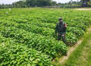 Babinsa Sigerongan Dampingi Pengecekan Lahan Kompi Produksi Kodim 1606