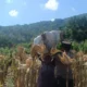 Sinergi Polisi dan Petani di Lombok Barat, Hasilkan Panen Jagung Melimpah