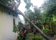 Hujan Deras dan Angin Kencang, Babinsa Gerak Cepat di Jagaraga