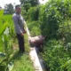 Petani Jagaraga Didorong Polri Tanam Padi dan Jagung untuk Pangan Lokal