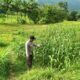 Sinergi Bhabinkamtibmas dan Petani Jagung di Lombok Barat