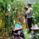 Polsek Gerung Kawal Ketahanan Pangan Desa Babussalam