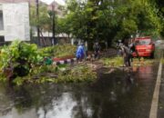 Pohon Tumbang, Babinsa Kodim 1606 Bergerak Cepat