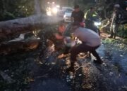 Polsek Asakota Polres Bima Kota Bersama Warga Lakukan Pembersihan Pohon Tumbang di Jalan Lintas Wera – Bima