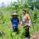 Dukung Kedaulatan Pangan, Polsek Gerung Motivasi Petani Lokal