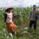 Sinergi Polri dan Petani Bagik Polak Wujudkan Kemandirian Pangan