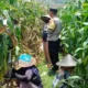 Bhabinkamtibmas Gerung Dampingi Petani Jagung Babussalam