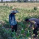 Polsek Labuapi Dorong Optimalisasi Lahan Pekarangan Warga