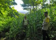 Dukung Ketahanan Pangan, Bhabinkamtibmas Desa Sangia Pantau Lahan Jagung Warga