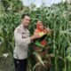 Bhabinkamtibmas Labuapi Dampingi Petani Optimalkan Lahan Tidur