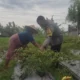 Aksi Bhabinkamtibmas Desa Kuranji Dalang Dampingi Petani NTB