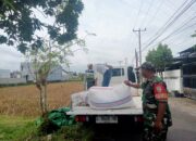 Jelang Idul Fitri, Babinsa Kawal Panen Padi Petani