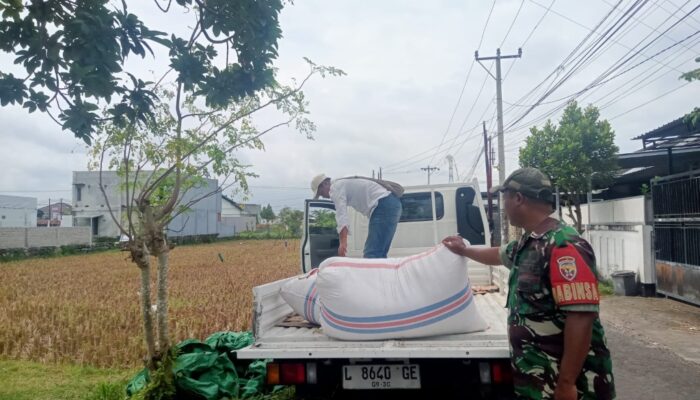 Jelang Idul Fitri, Babinsa Kawal Panen Padi Petani
