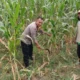 Polres Lombok Barat Motivasi Petani Jagung di Dusun Jogot