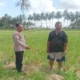 Aksi Humanis Bhabinkamtibmas Gerung Bantu Petani Optimalkan Lahan Jagung