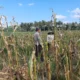 Bhabinkamtibmas Tempos Motivasi Petani Saat Panen Jagung